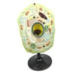 plant cell model biology