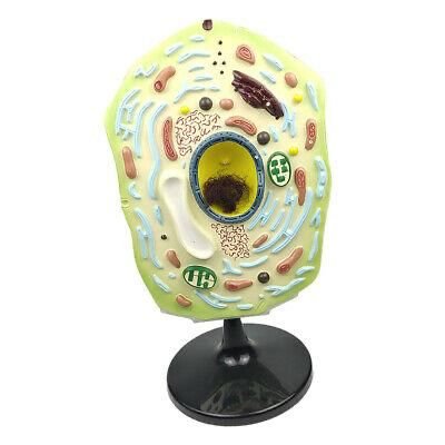 plant cell model biology